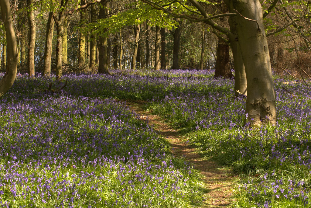 Path to the Bluebells by rjb71