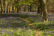 20th Apr 2019 - Path to the Bluebells