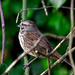 Song Sparrow? by stephomy