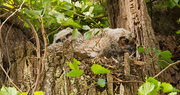 20th Apr 2019 - Great Horned Owl Baby's!!