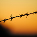 Barbed Wire at Sunset by genealogygenie