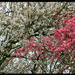 Spring Blossoms by hjbenson