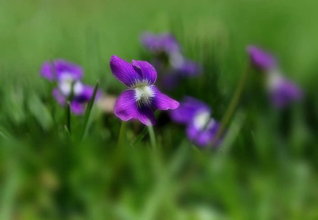 Wild Violets by lynnz