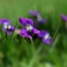 Wild Violets by lynnz