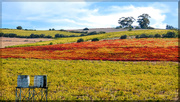 21st Apr 2019 - Autumn in the Winelands.