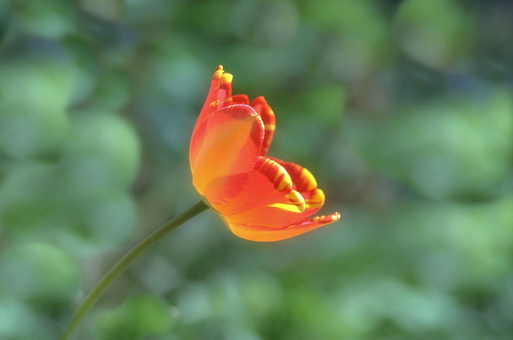 Tulip by lynnz