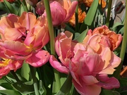 20th Apr 2019 - Tulips