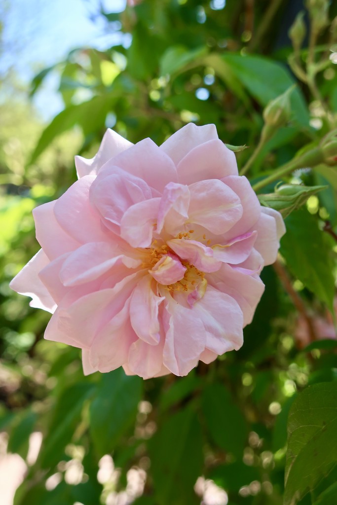 The Rose parading as a Camellia by louannwarren