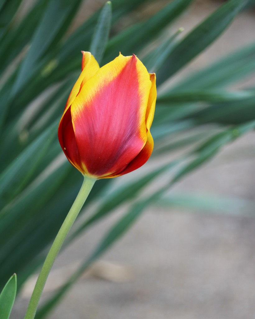 April 19: Tulip by daisymiller