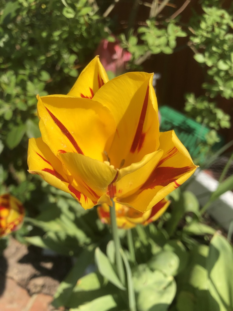 Tulip On A Sunny Day by davemockford