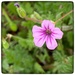 Pink wildflower by shutterbug49