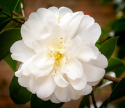 3rd Apr 2019 - White flower