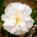 White flower by swillinbillyflynn
