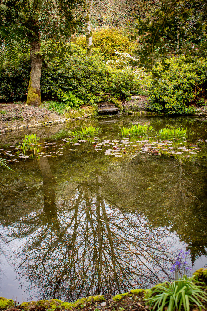 Pond by swillinbillyflynn