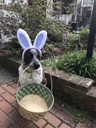 21st Apr 2019 - Where eggs?
