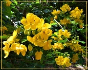 22nd Apr 2019 - Cassia Or Golden Shower Tree ~    