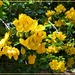 Cassia Or Golden Shower Tree ~     by happysnaps