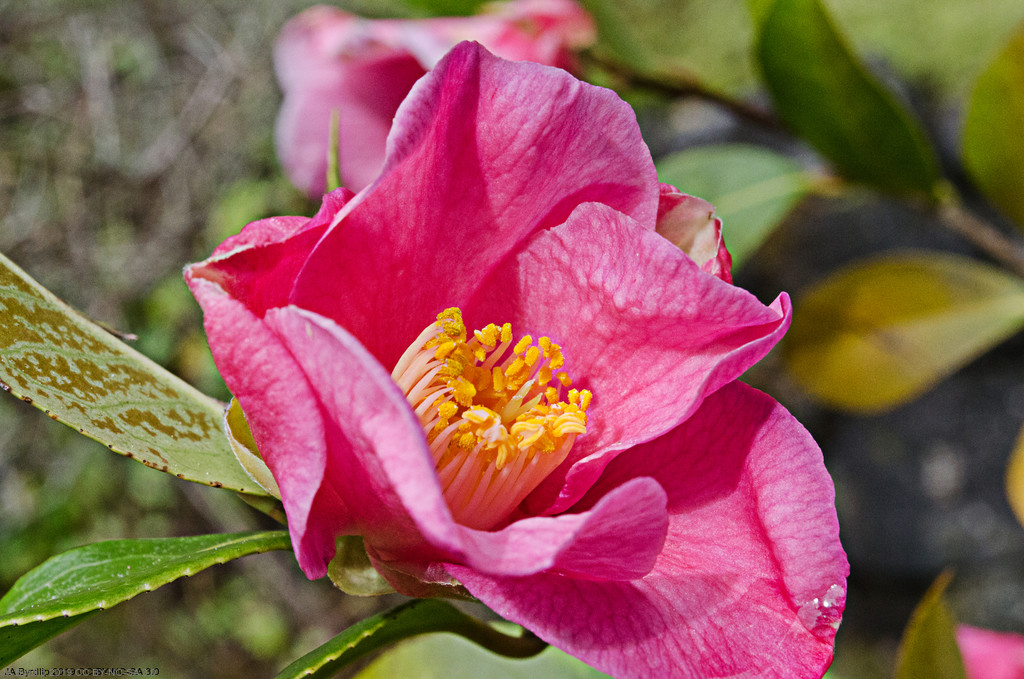 Camellia by byrdlip
