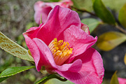 21st Apr 2019 - Camellia