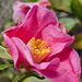 Camellia by byrdlip