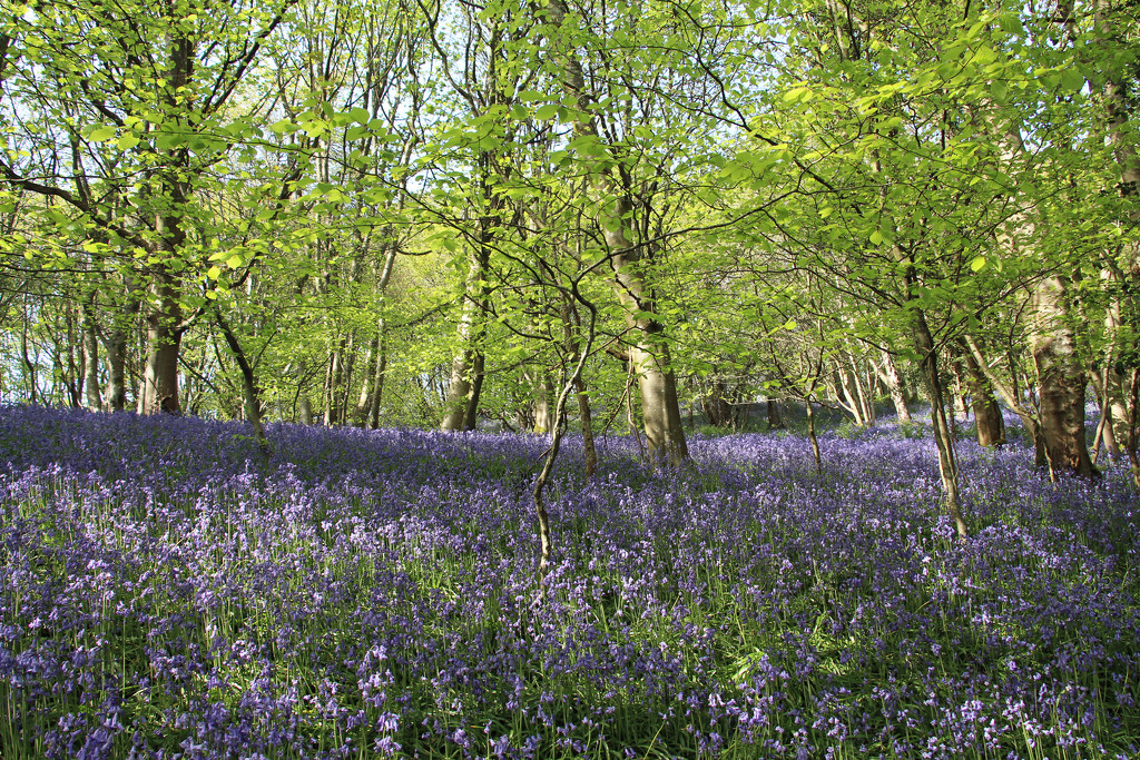 bluebell wood muncaster by callymazoo