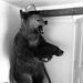 bear.... Bear... BEAR!!! by wincho84