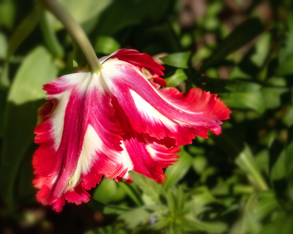 Tulip in Mt. Vernon garden by jernst1779