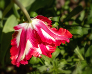 21st Apr 2019 - Tulip in Mt. Vernon garden