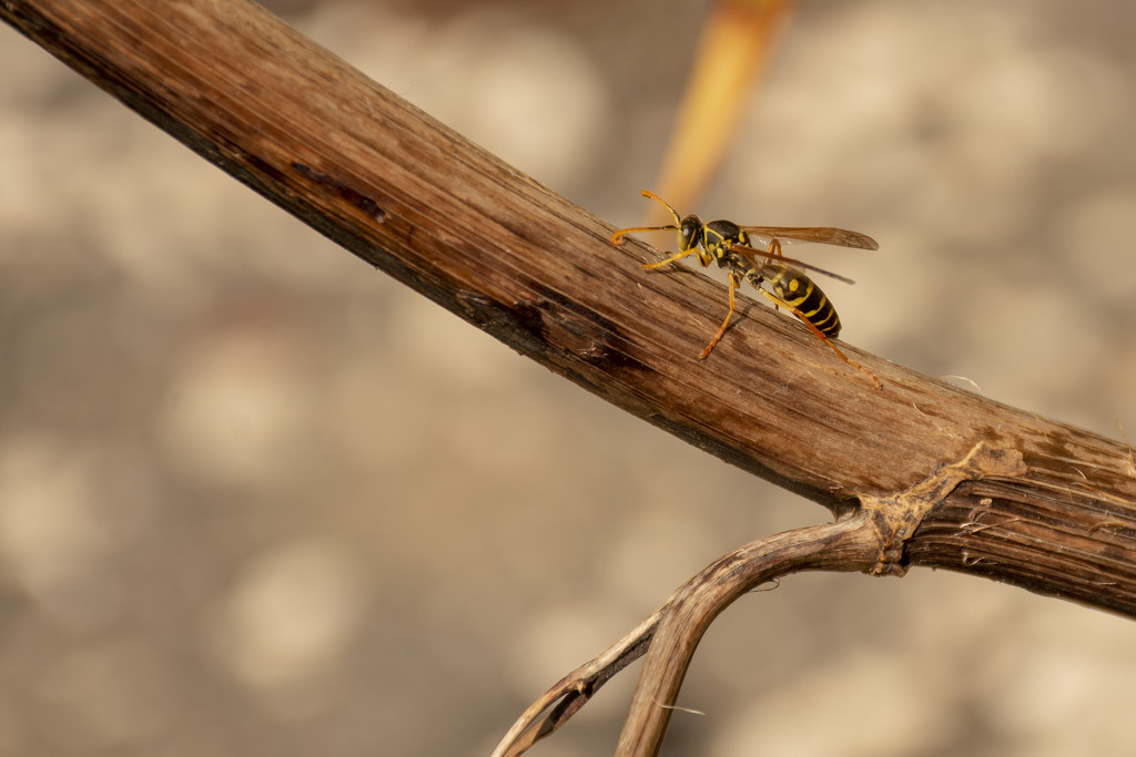 Wasp by nickspicsnz