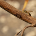 Wasp by nickspicsnz