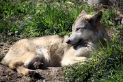 18th Apr 2019 - Mexican Gray Wolf