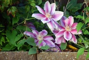20th Apr 2019 - Clematis