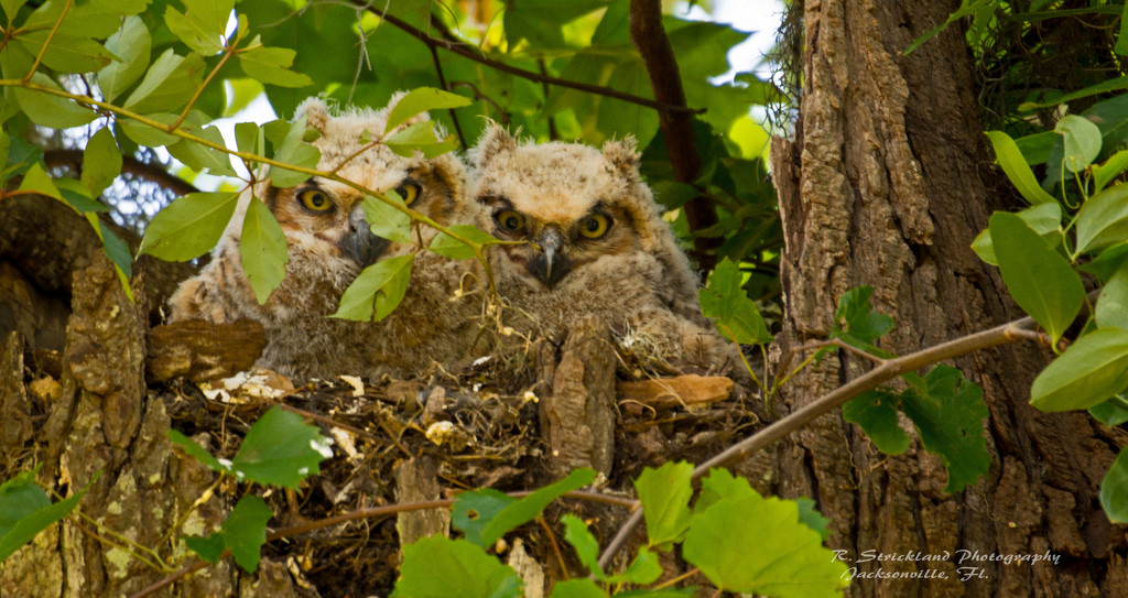Great Horned Owls Were Awake Today! by rickster549