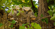 21st Apr 2019 - Great Horned Owls Were Awake Today!