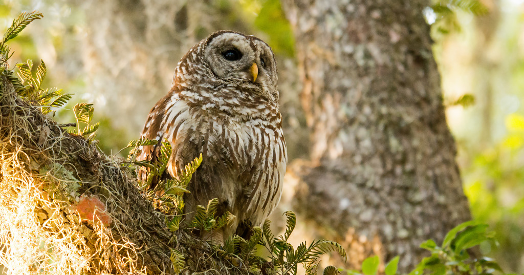 Mom Barred Owl! by rickster549