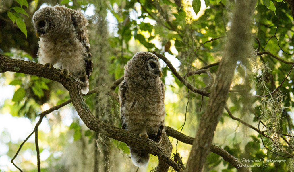 Baby Barred Owls Trying to Get Mom's Attention! by rickster549