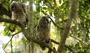21st Apr 2019 - Baby Barred Owls Trying to Get Mom's Attention!