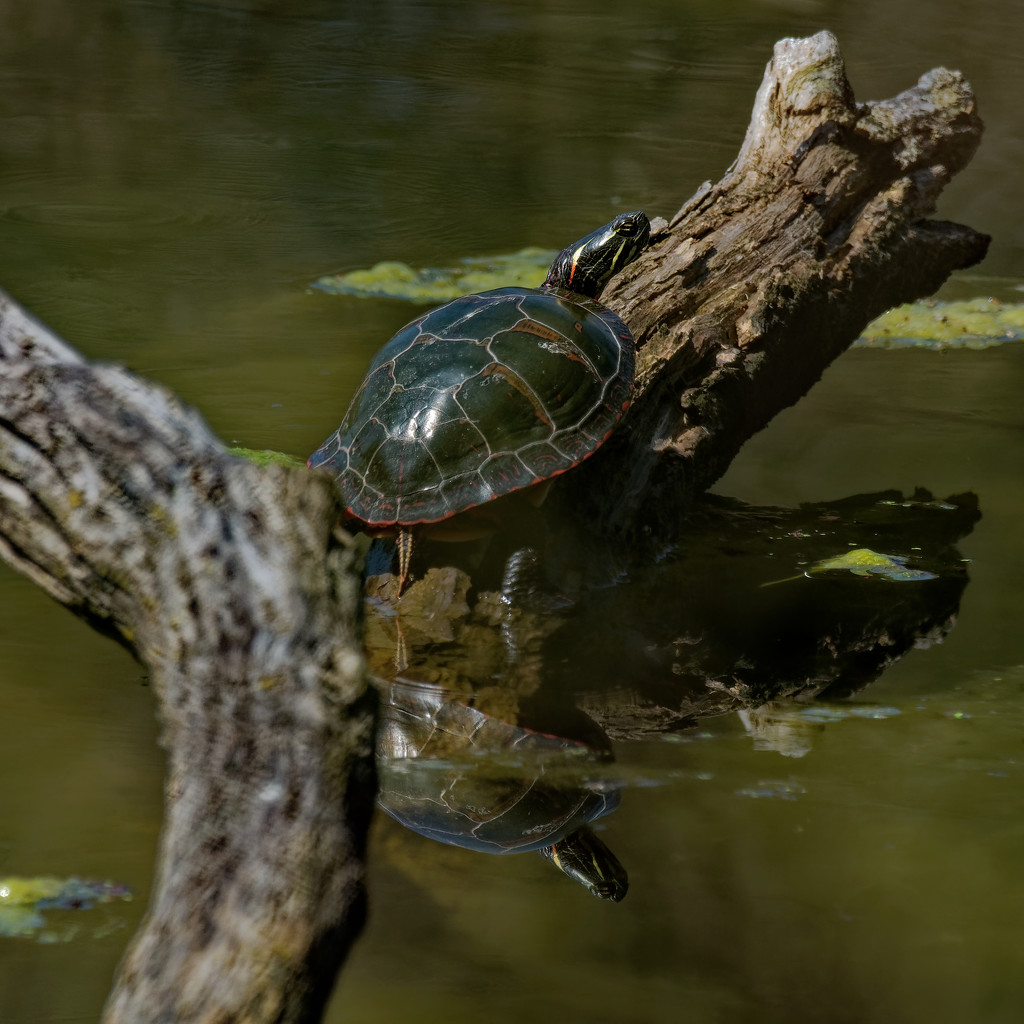 turtle square reflection by rminer