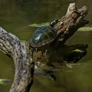 21st Apr 2019 - turtle square reflection