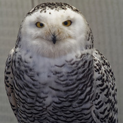 21st Apr 2019 - snowy owl