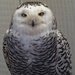 snowy owl by rminer
