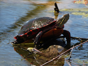 21st Apr 2019 - painted turtle on a log