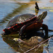 painted turtle on a log by rminer