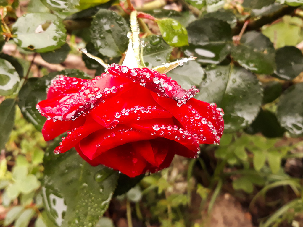 Raindrops on Roses by fotoblah
