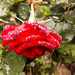 Raindrops on Roses by fotoblah