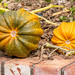 Pumpkins by yorkshirekiwi