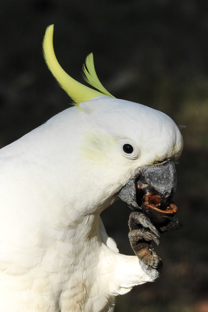 Sulphur crested cockatoo by jeneurell