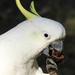 Sulphur crested cockatoo by jeneurell