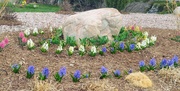 21st Apr 2019 - Spring Hyacinth