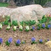 Spring Hyacinth by harbie